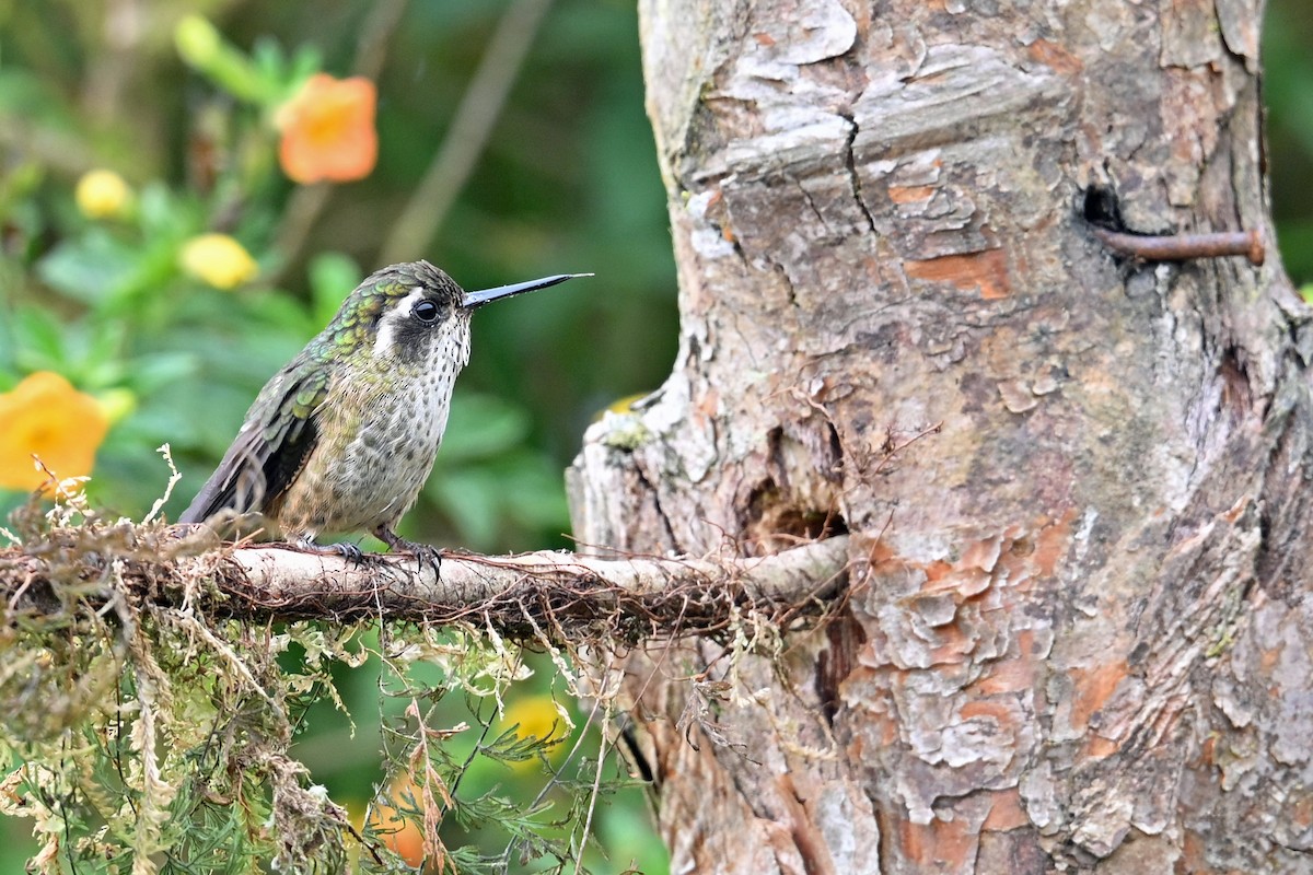 Speckled Hummingbird - ML646369736