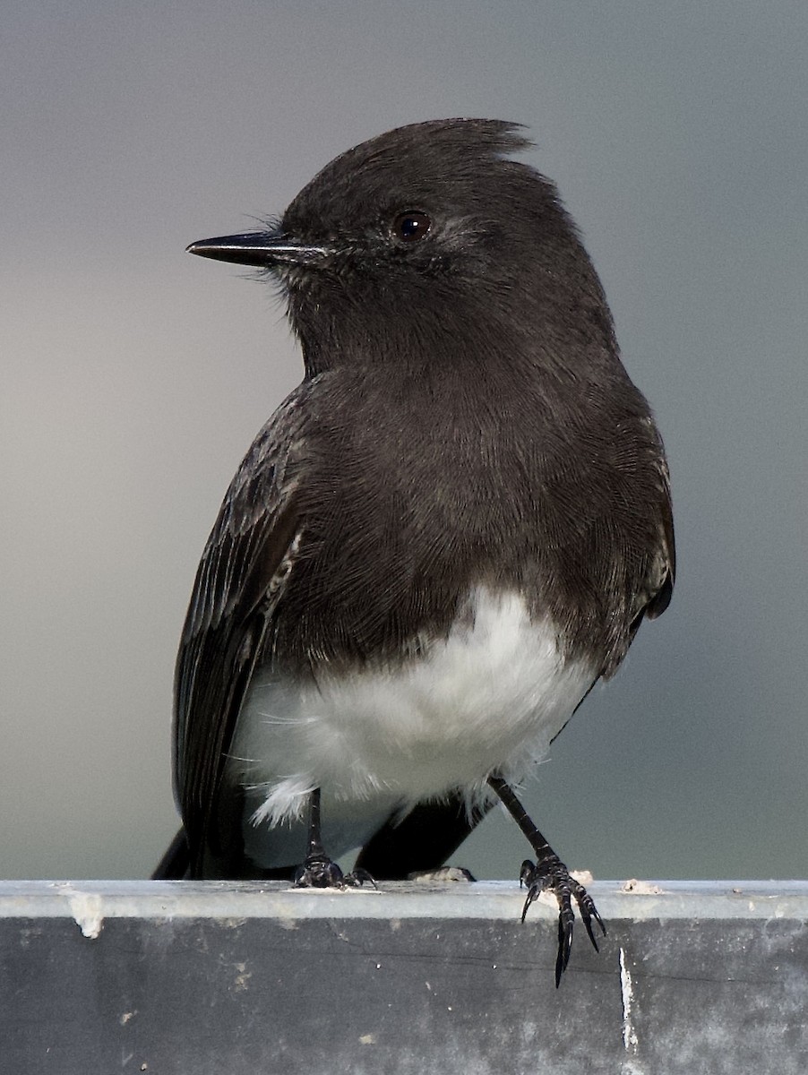 Black Phoebe - ML646369740