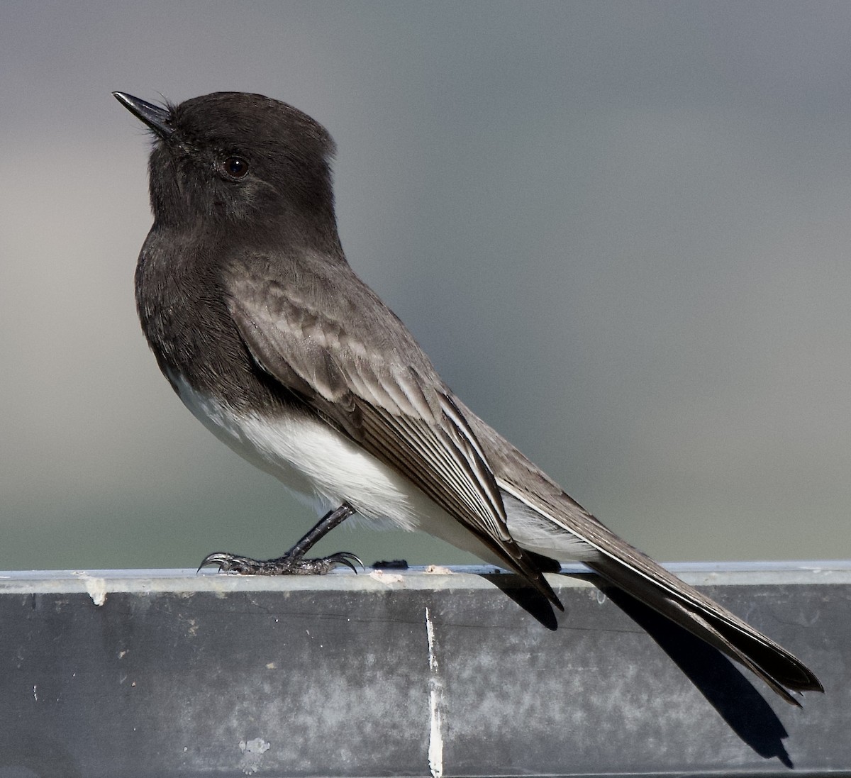 Black Phoebe - ML646369746