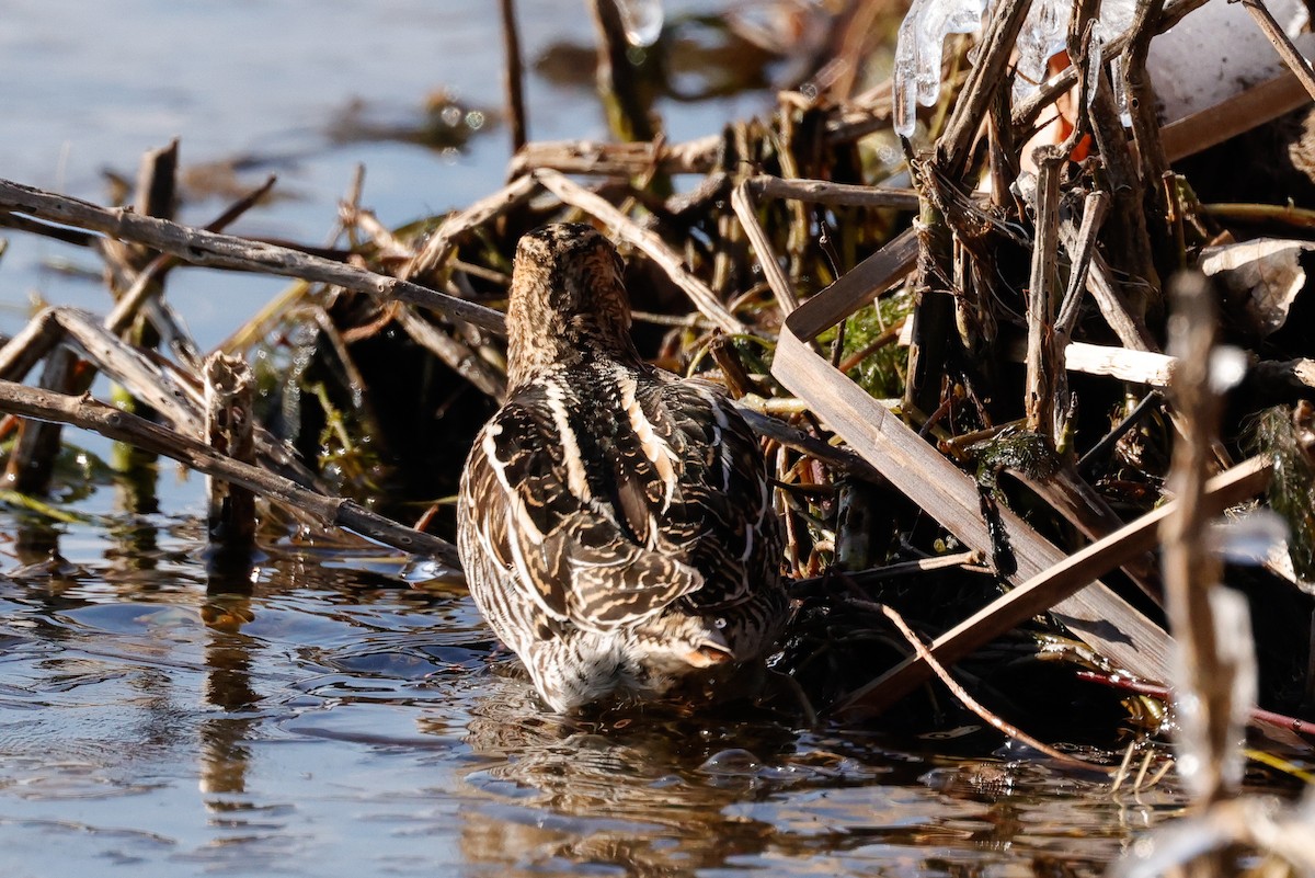 Wilson's Snipe - ML646369748