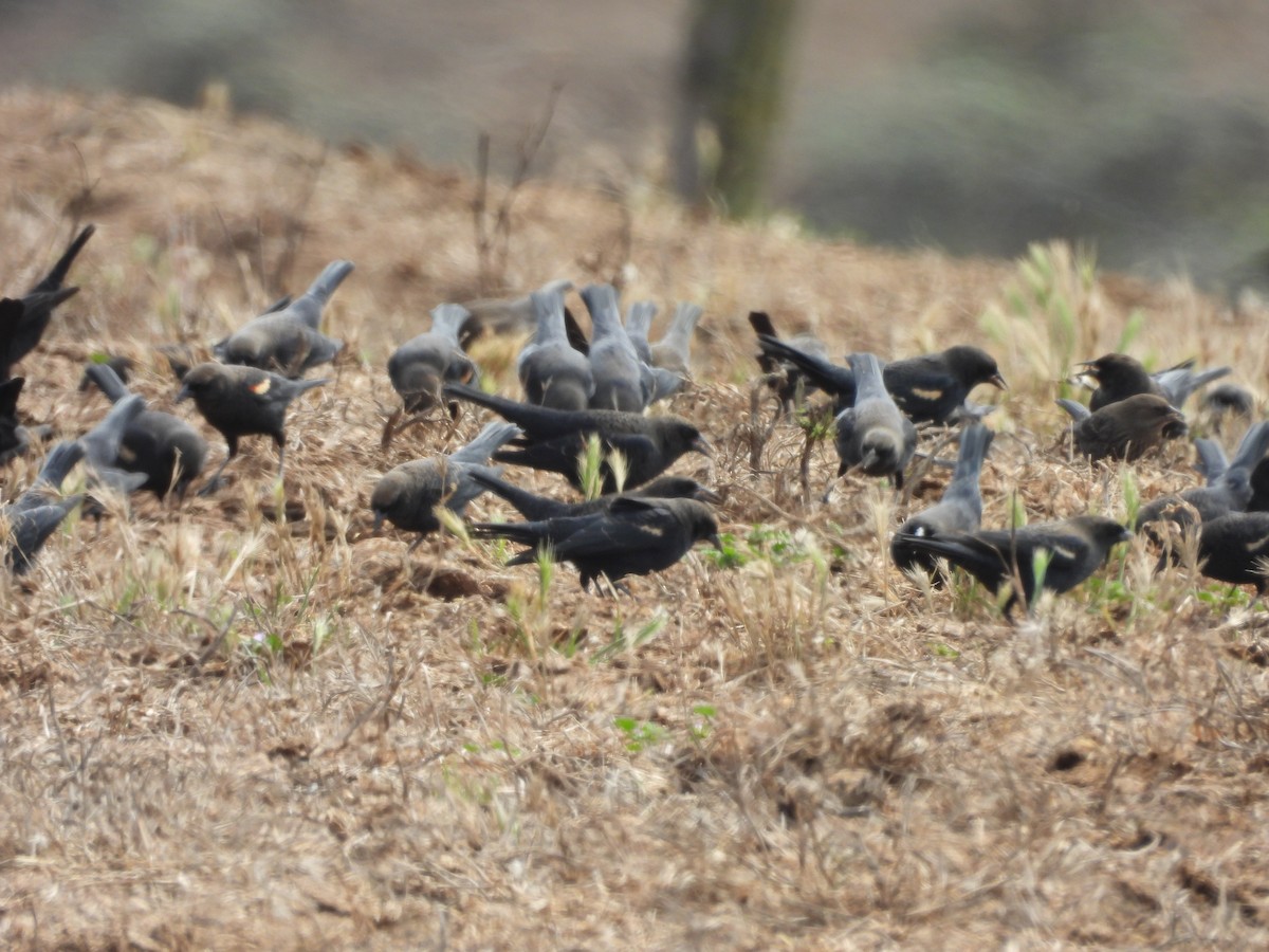 Tricolored Blackbird - ML646369750