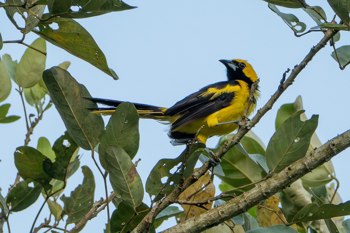 Yellow-tailed Oriole - ML646369752