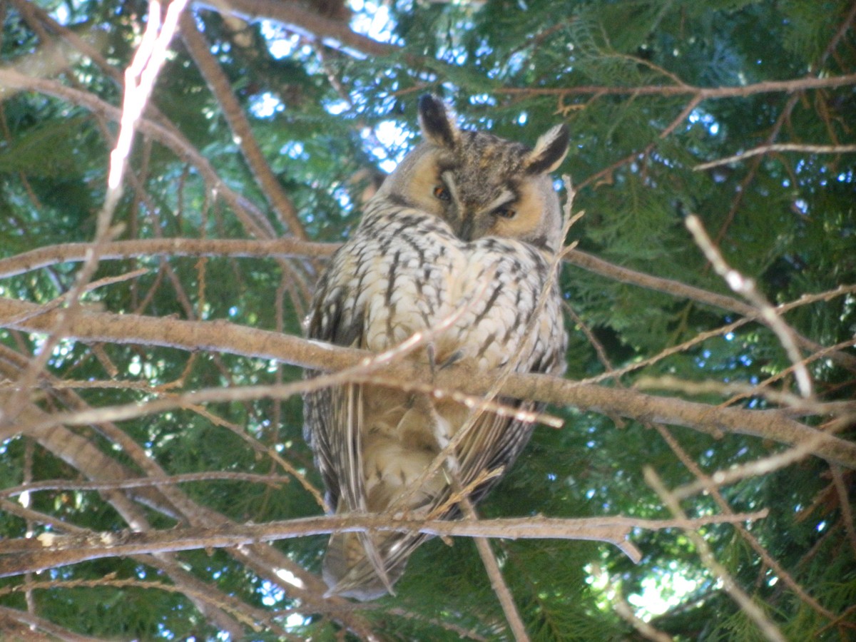 Long-eared Owl - ML646369756