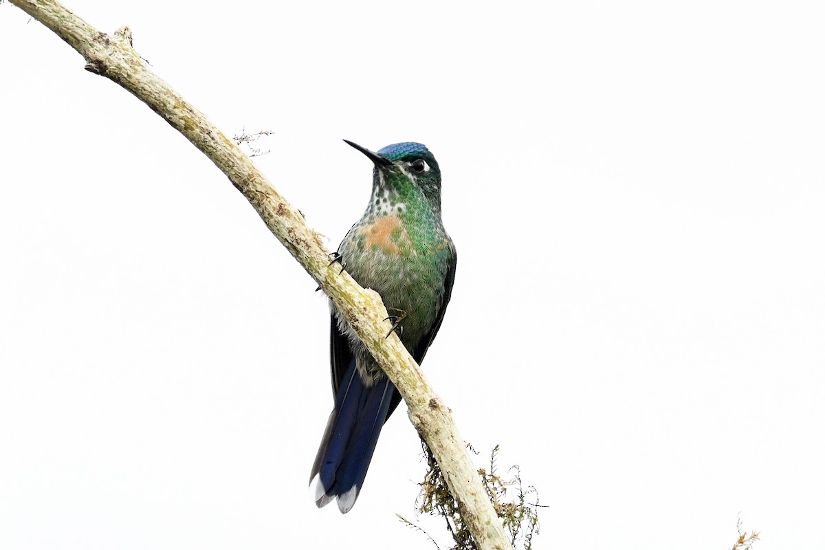 Long-tailed Sylph - ML646369763