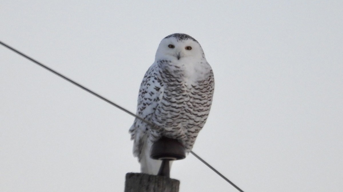 Snowy Owl - ML646369764