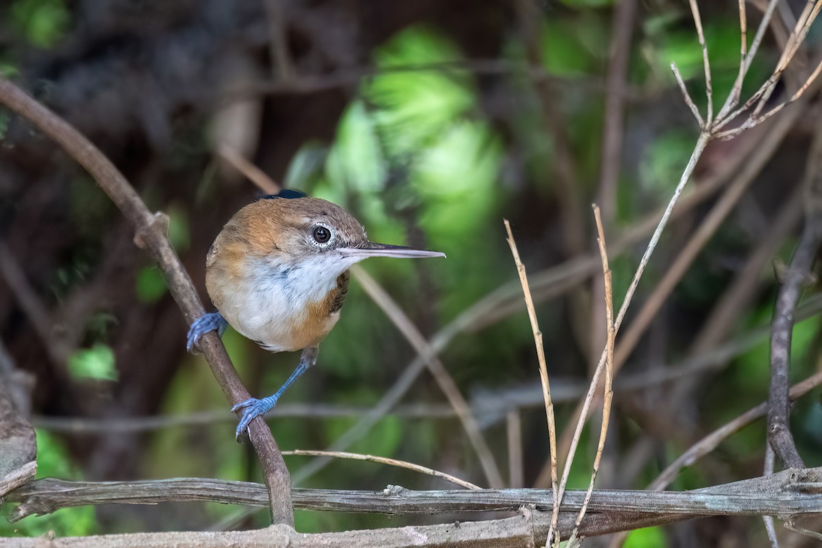 Long-billed Gnatwren - ML646369765
