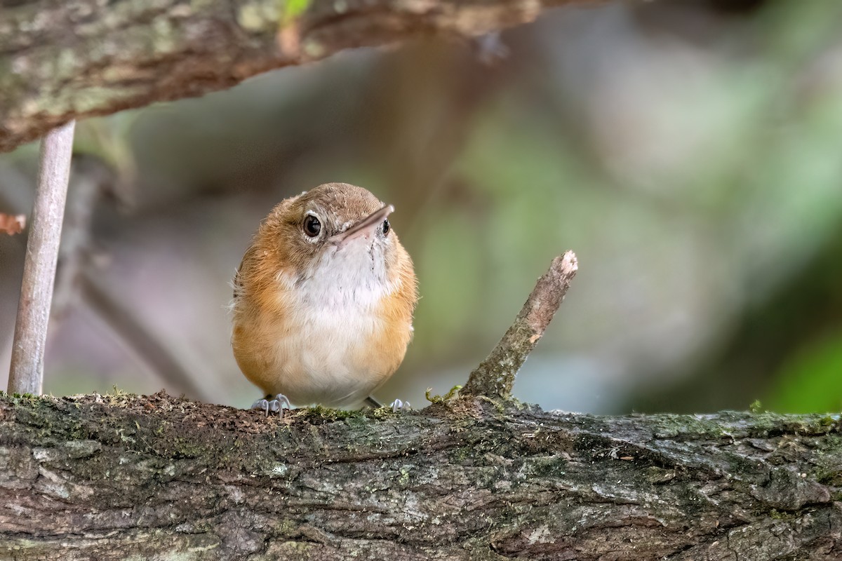 Long-billed Gnatwren - ML646369766