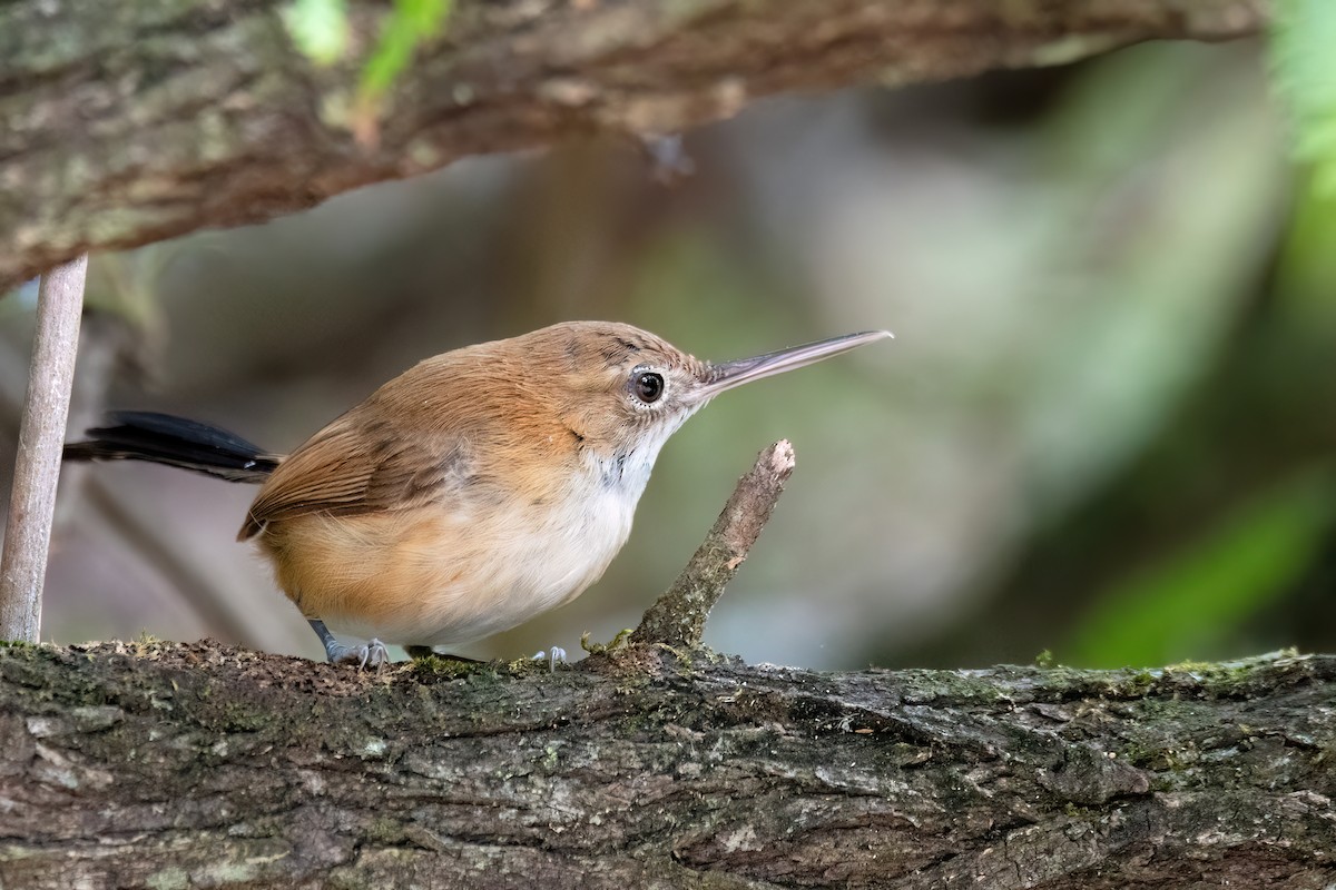 Long-billed Gnatwren - ML646369767