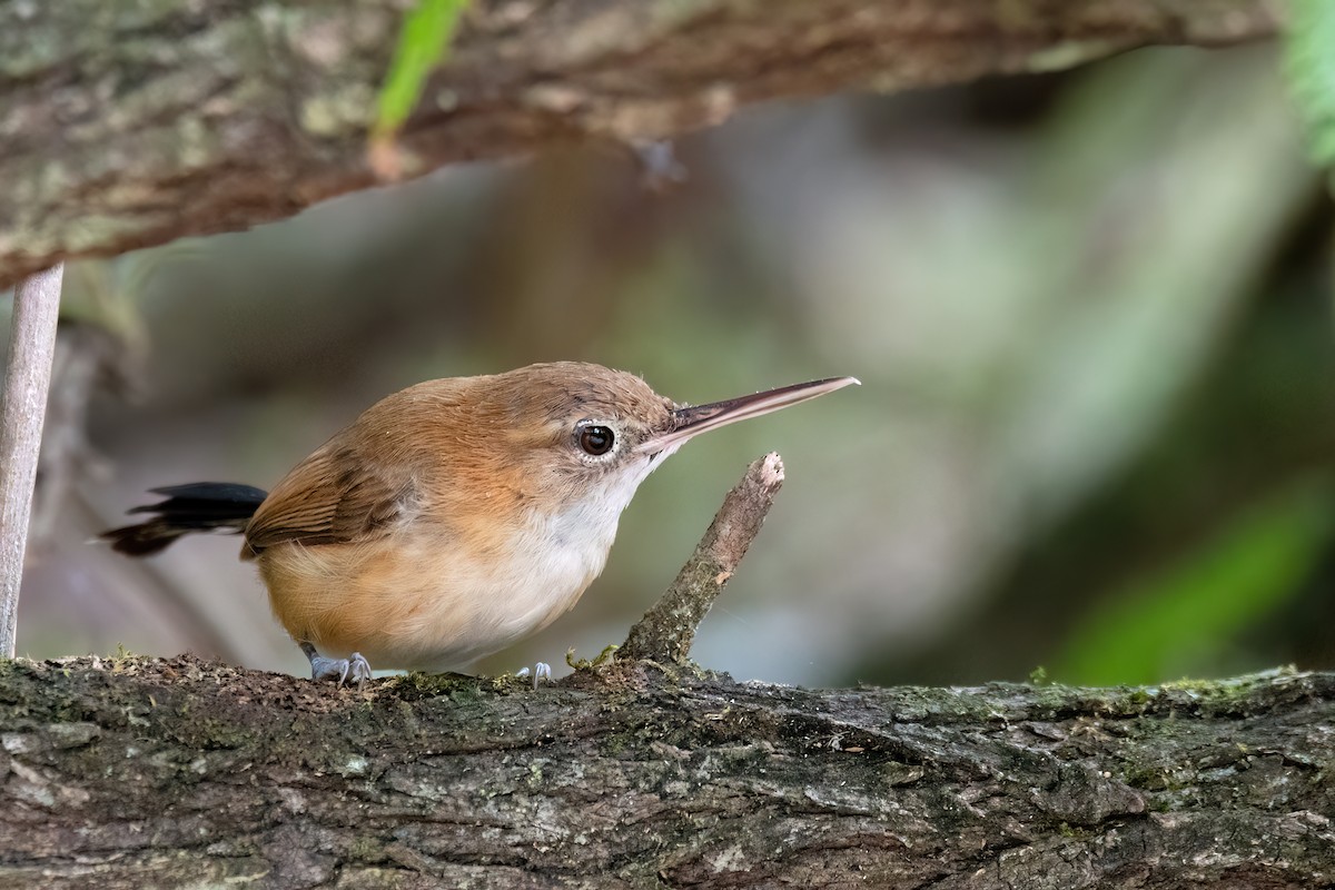 Long-billed Gnatwren - ML646369768