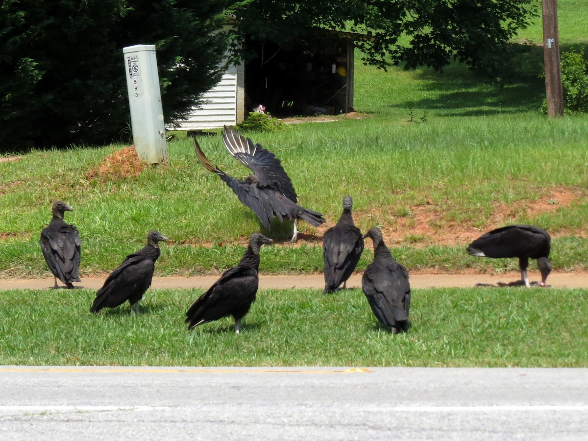 Black Vulture - ML646369770