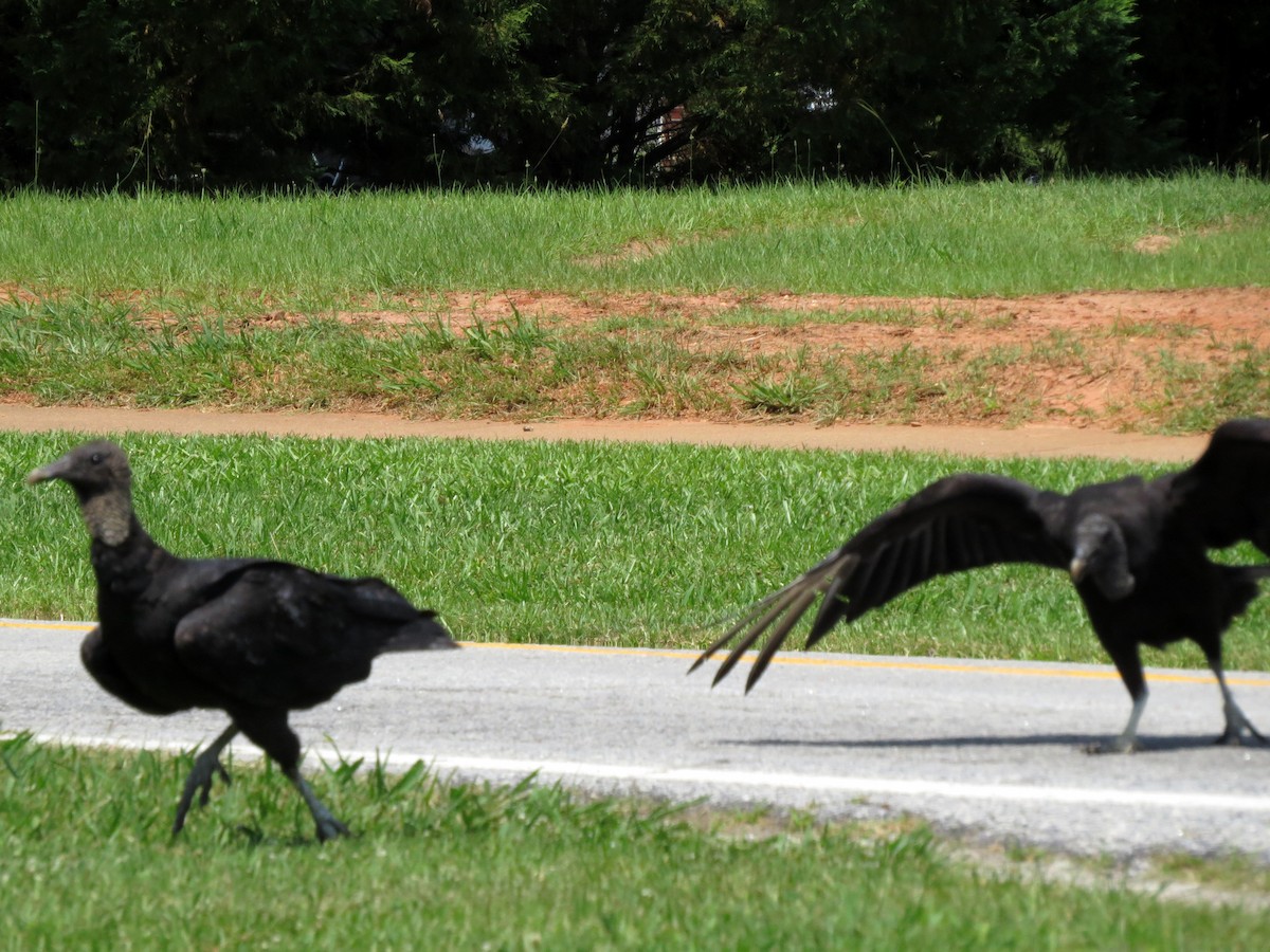 Black Vulture - ML646369771