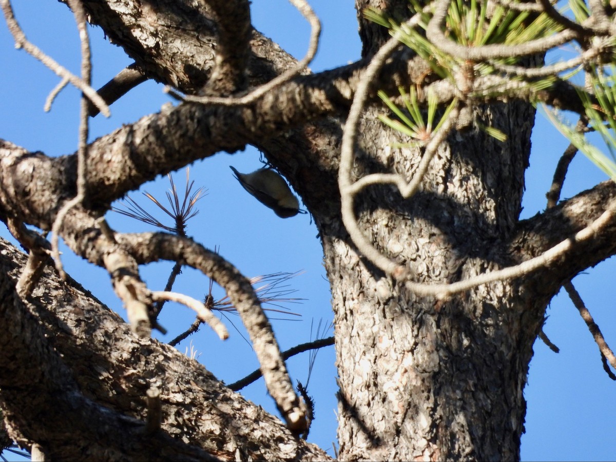 Pygmy Nuthatch - ML646369774