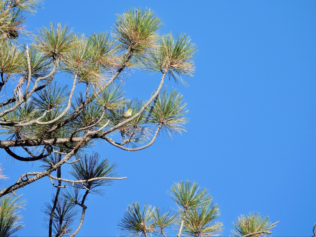 Olive Warbler - ML646369776