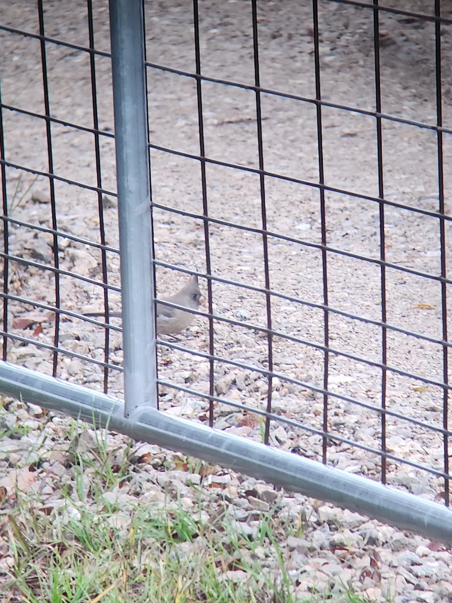 Pyrrhuloxia - ML646369777