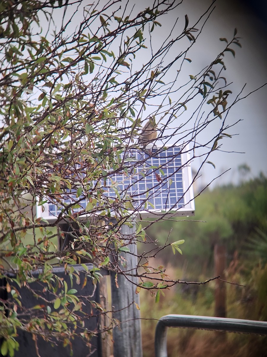 Pyrrhuloxia - ML646369778