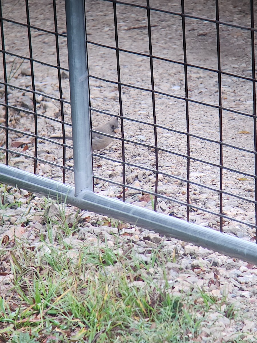 Pyrrhuloxia - ML646369779