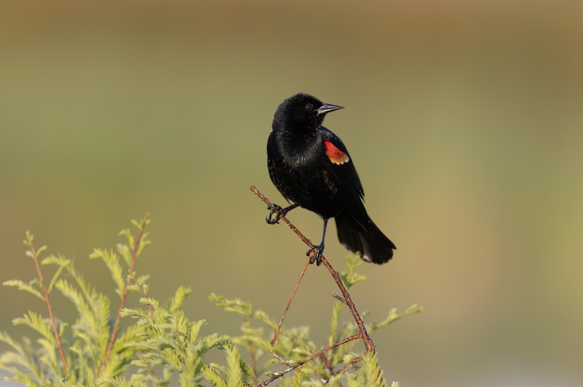 vlhovec červenokřídlý - ML646369781