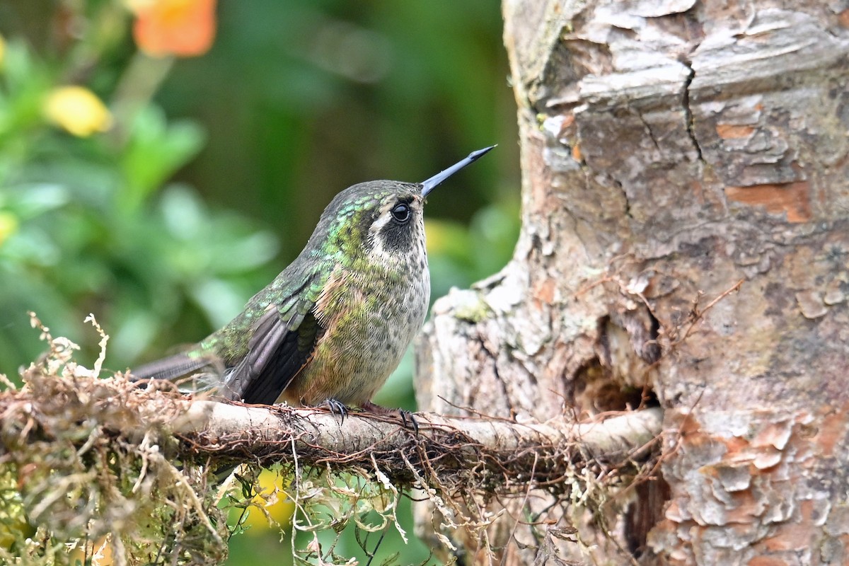 Speckled Hummingbird - ML646369789