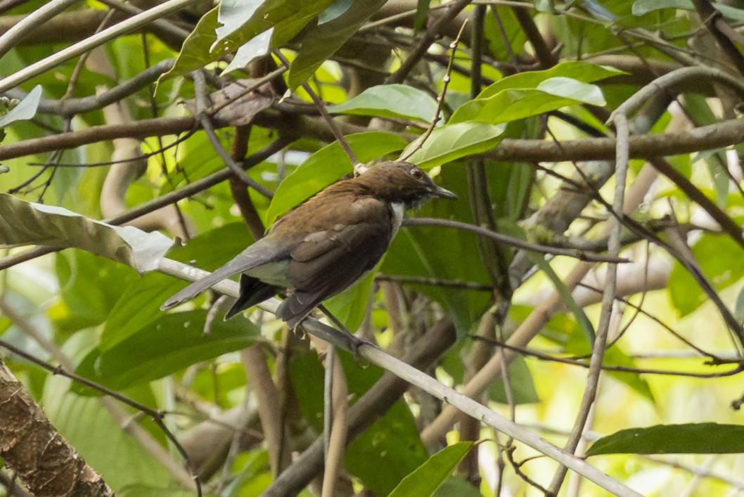 White-necked Thrush - ML646369790