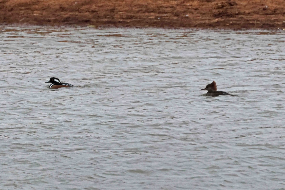 Hooded Merganser - ML646369791