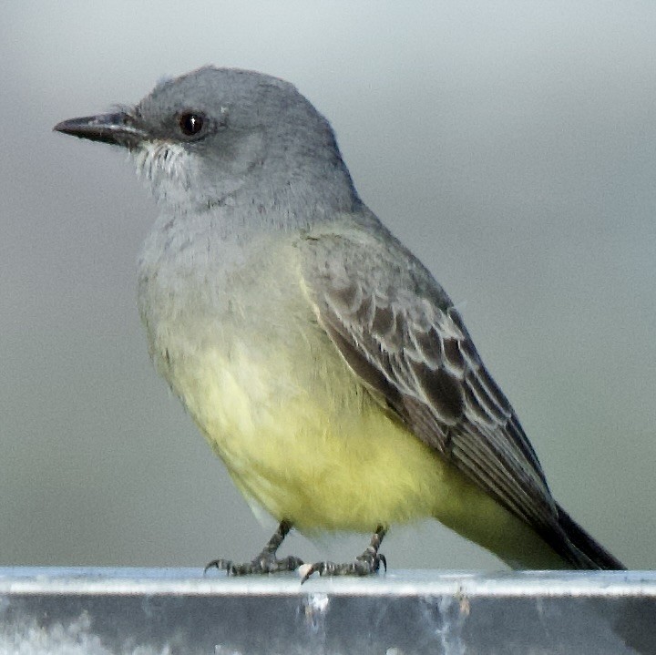 Cassin's Kingbird - ML646369794