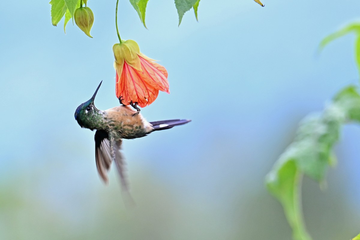 Long-tailed Sylph - ML646369795