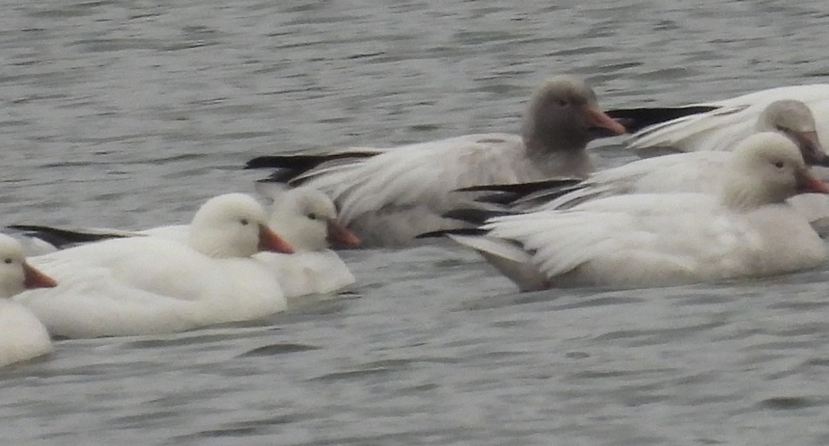 Ross's Goose - ML646369797