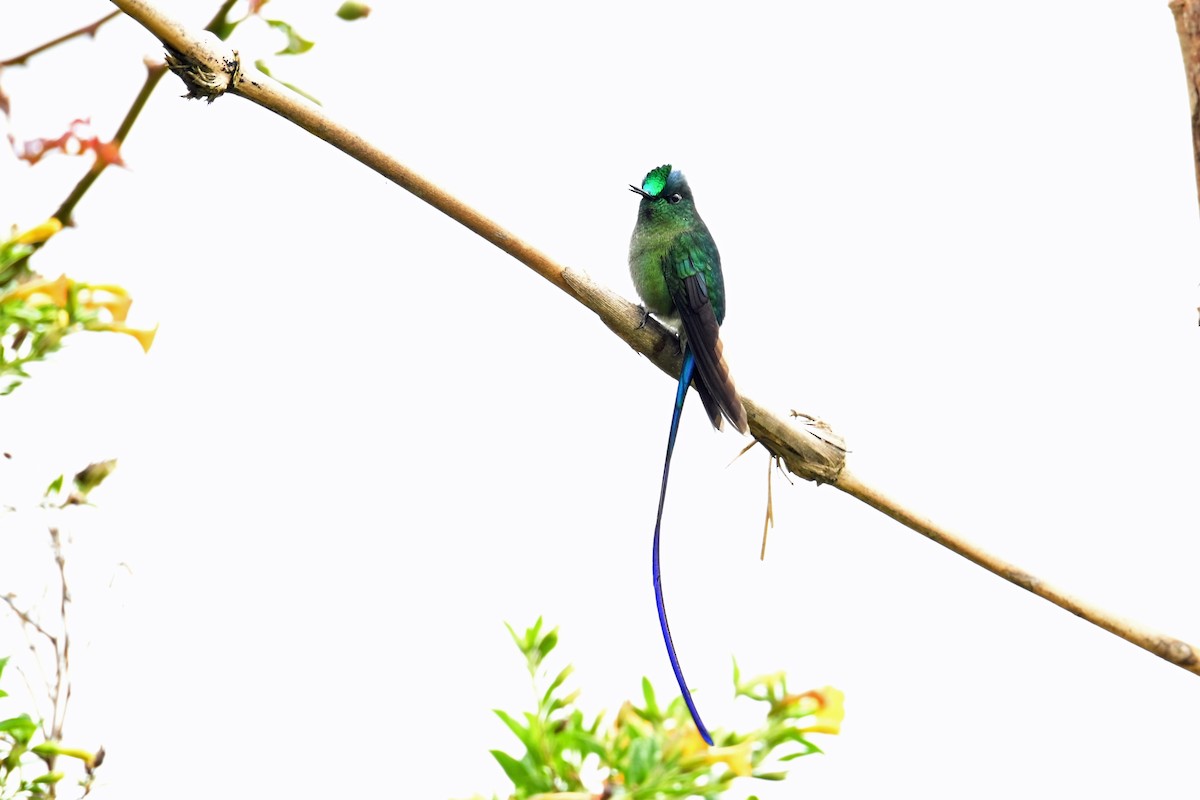Long-tailed Sylph - ML646369798