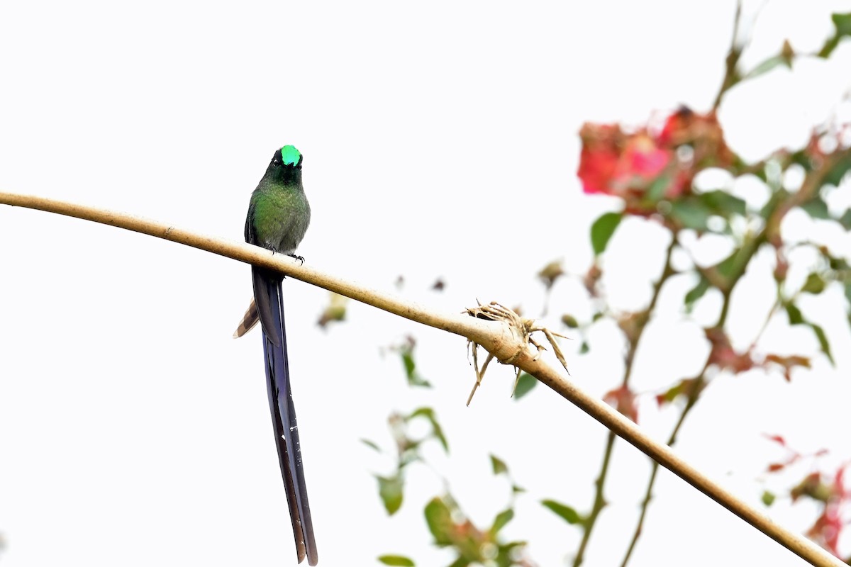 Long-tailed Sylph - ML646369806