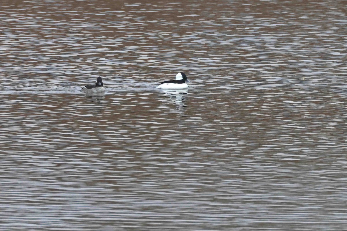 Bufflehead - ML646369807