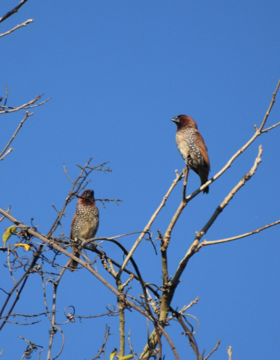 Scaly-breasted Munia - ML646369808