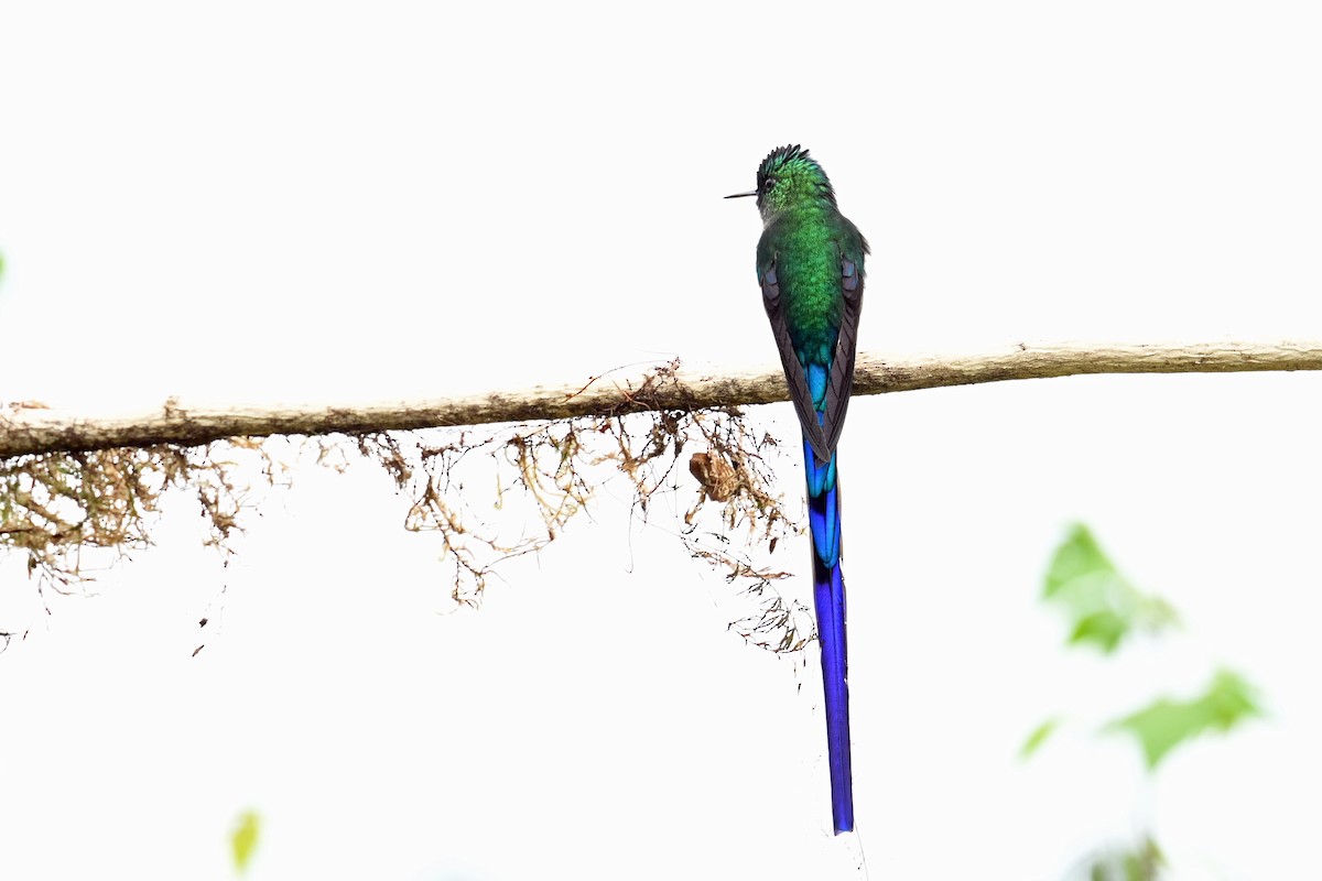 Long-tailed Sylph - ML646369809
