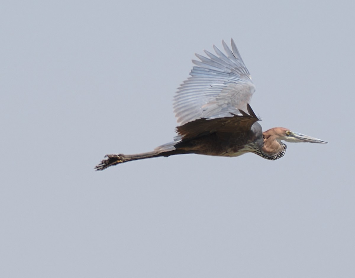 Goliath Heron - ML646369811