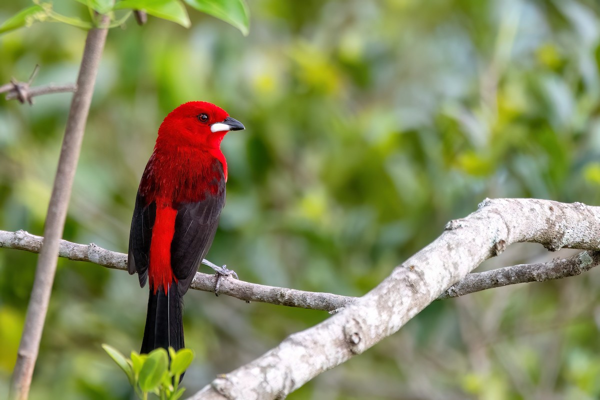 Brazilian Tanager - ML646369812