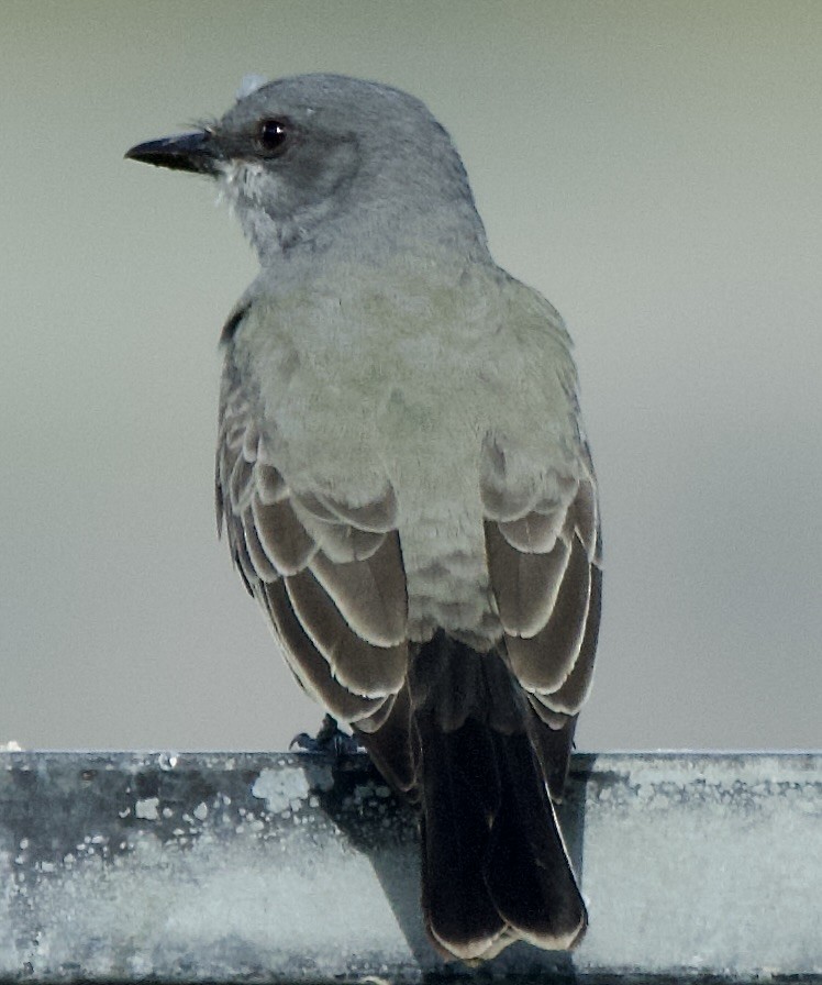 Cassin's Kingbird - ML646369813
