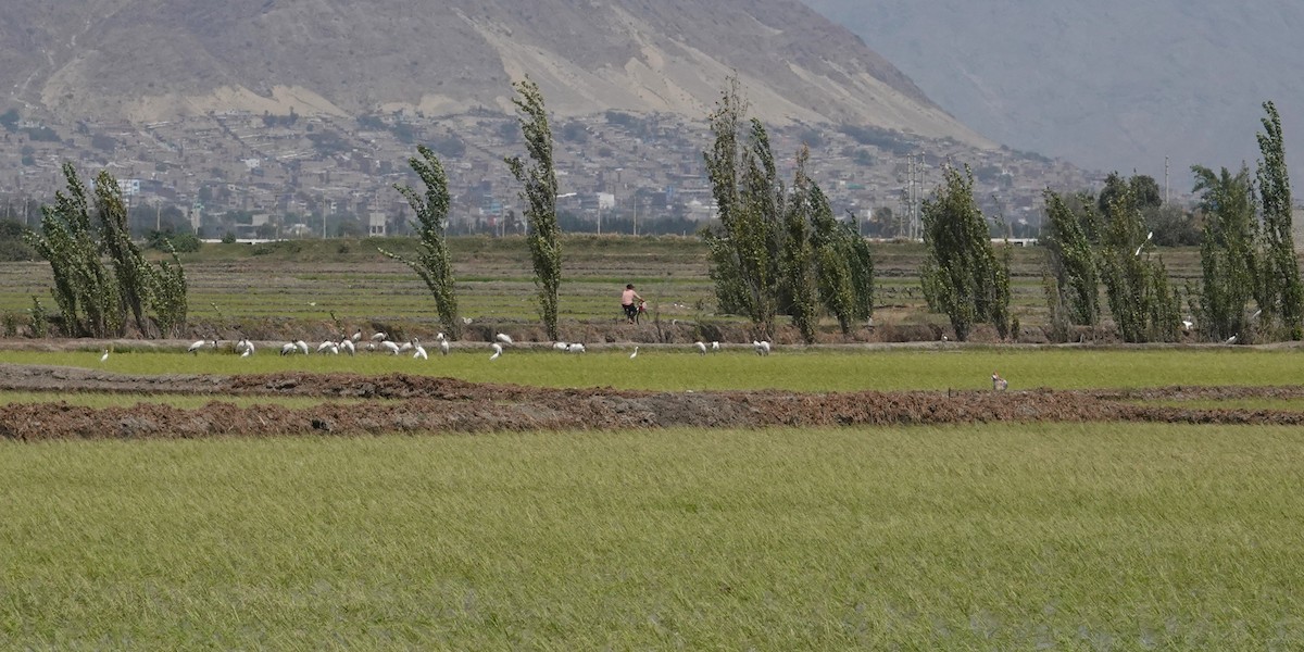 Wood Stork - ML646369814