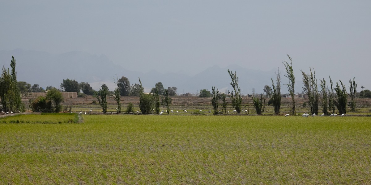Wood Stork - ML646369815