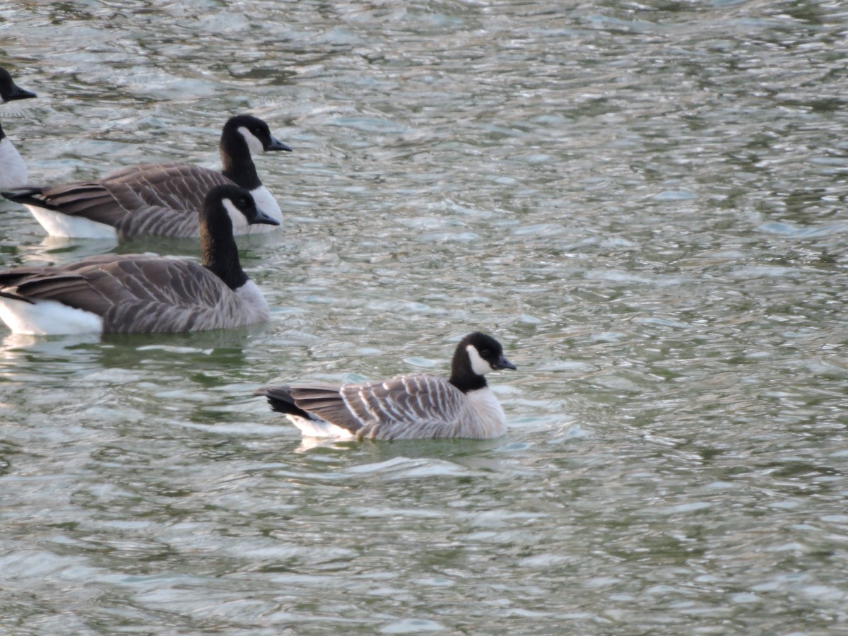 berneška malá - ML646369816