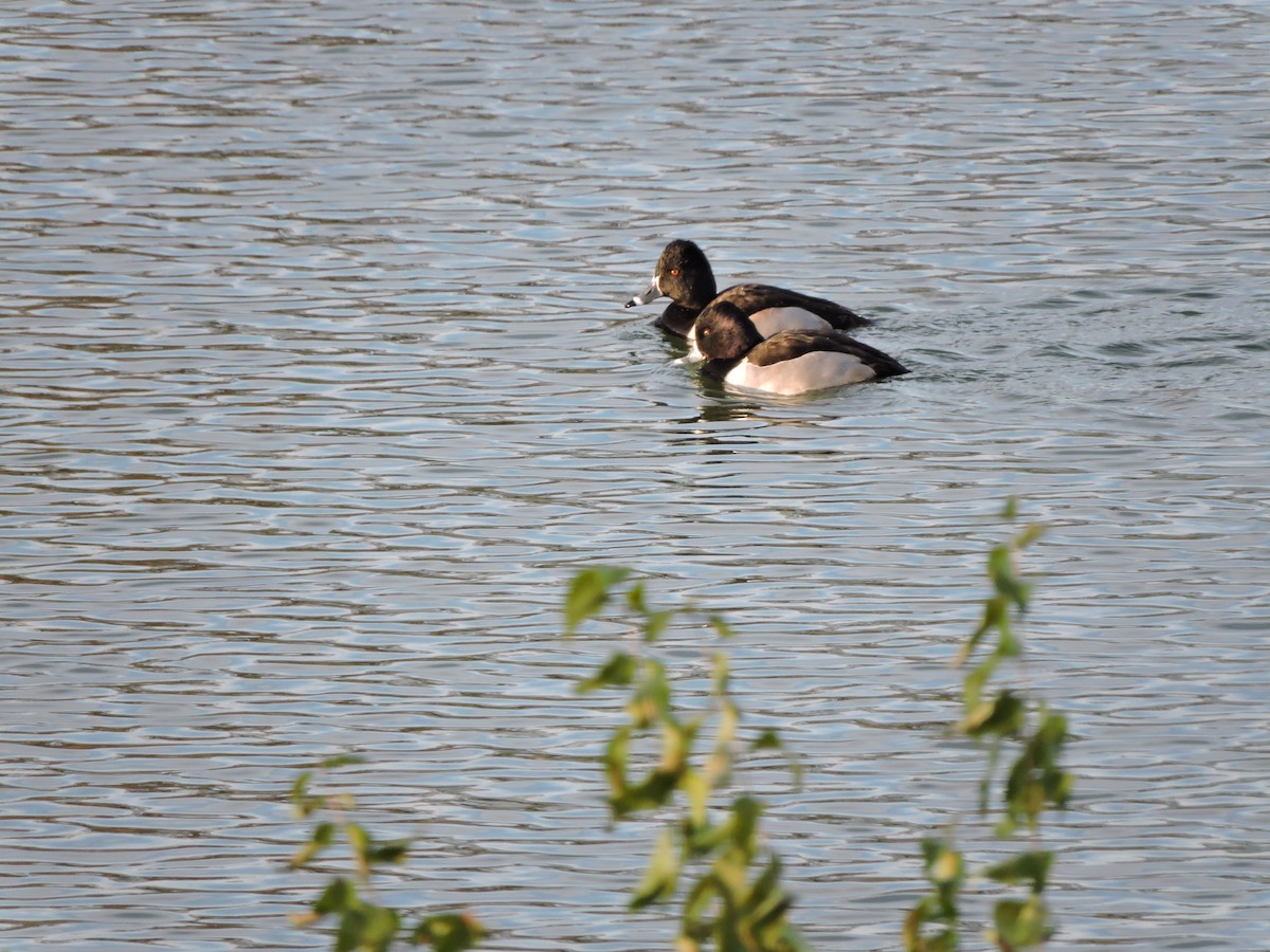 polák proužkozobý - ML646369817