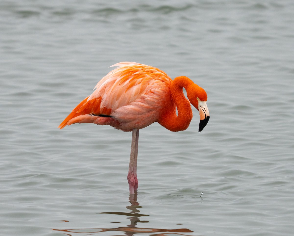 American Flamingo - ML646369818
