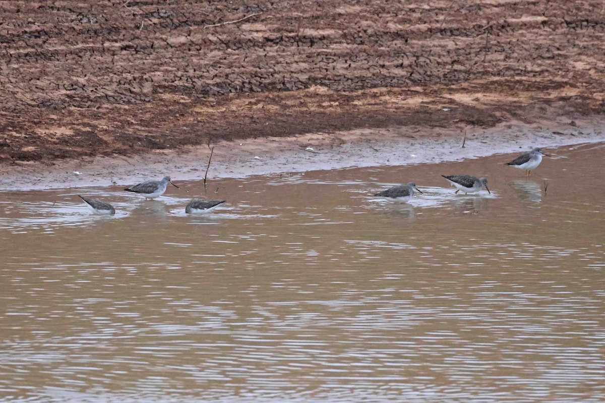 Greater Yellowlegs - ML646369819