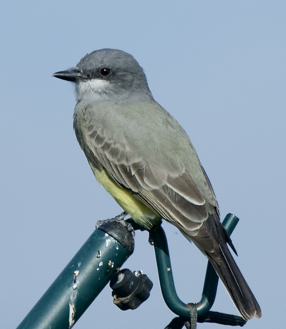 Cassin's Kingbird - ML646369821