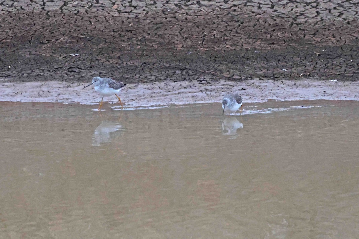 Greater Yellowlegs - ML646369822