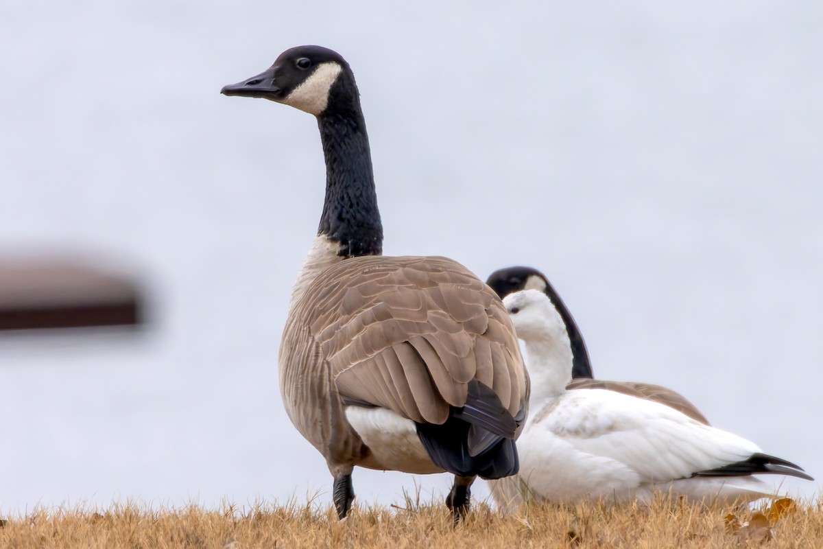 Barnacla Canadiense Grande - ML646369824