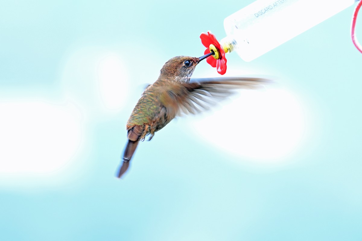 Bronzy Inca - ML646369825