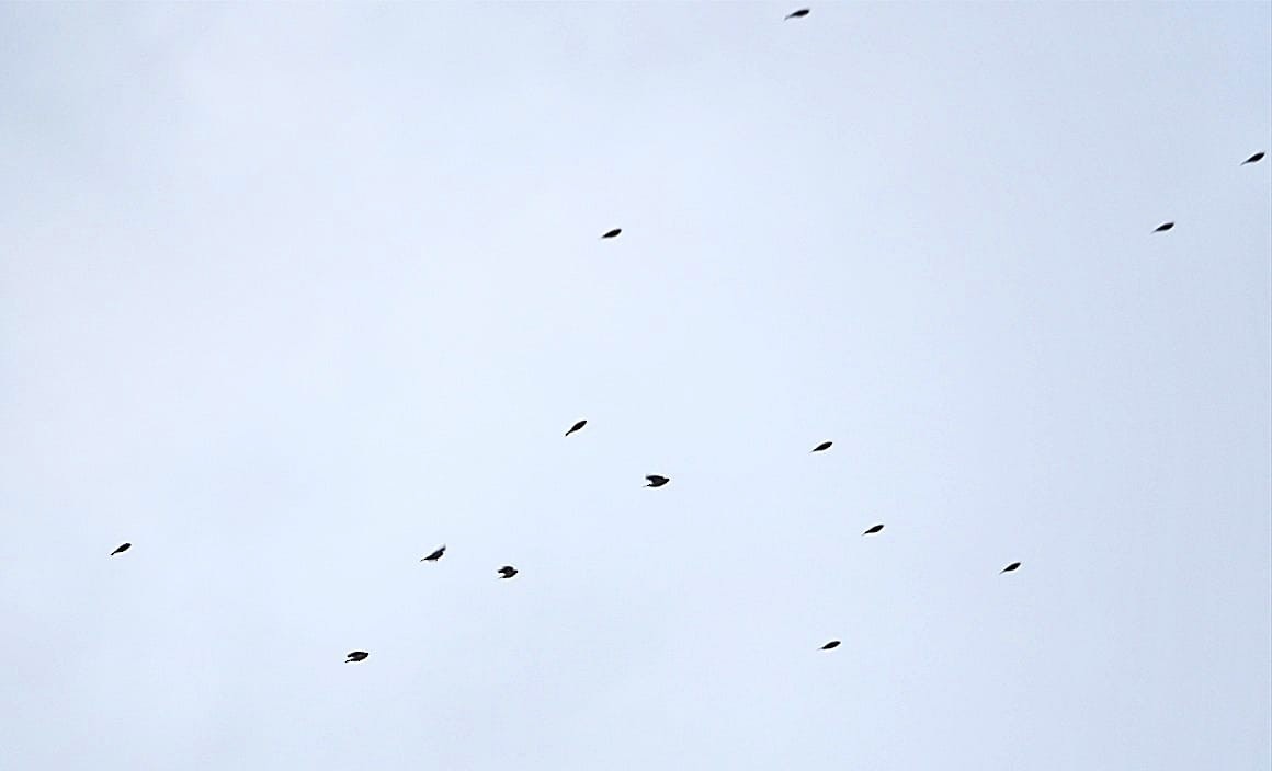 Redpoll (Lesser) - ML646369826