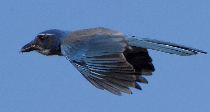 California Scrub-Jay - ML646369827