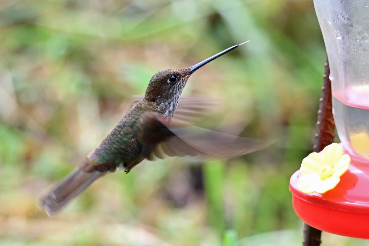 Bronzy Inca - ML646369828