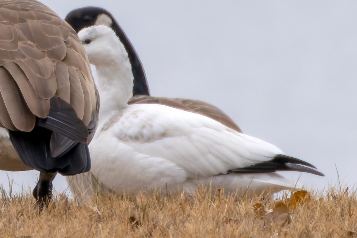 Ánsar de Ross - ML646369829