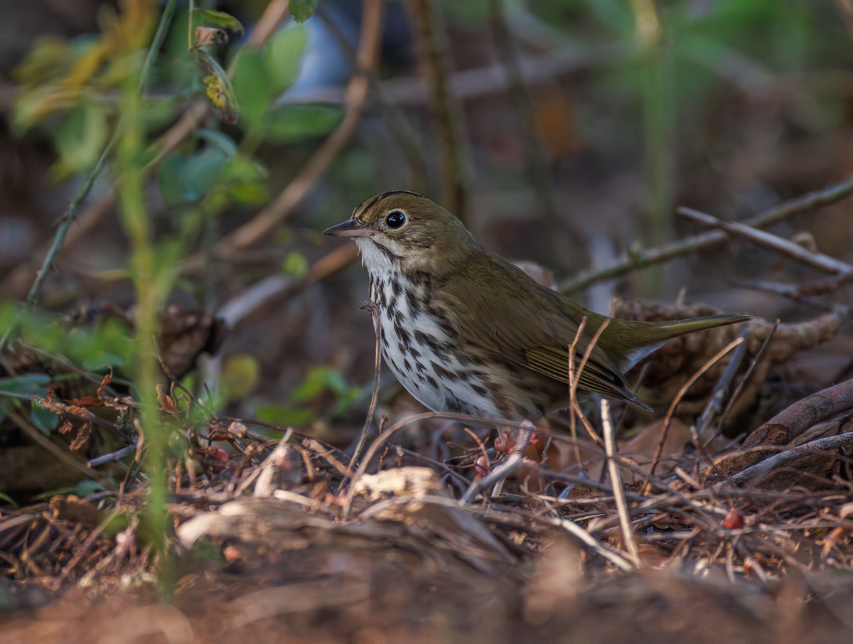 Ovenbird - ML646369831
